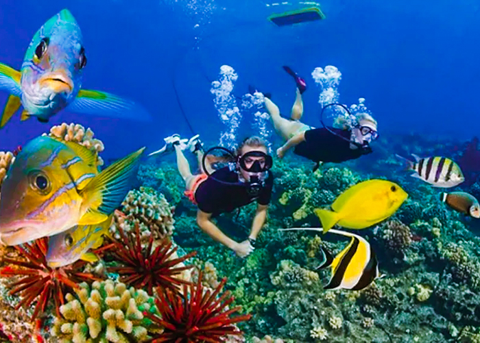 Snorkeling Trip at Port Ghalib from Marsa Alam